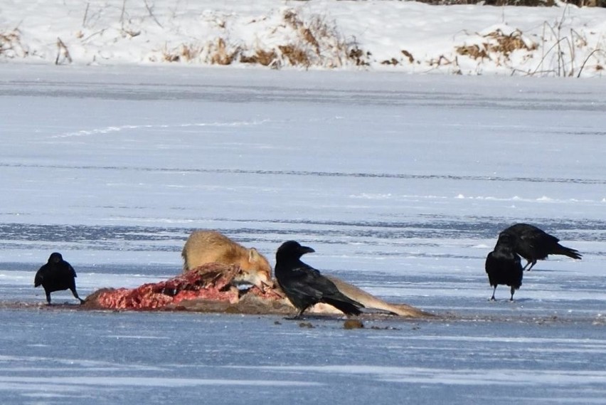 Puszcza Białowieska. Bielik, lis oraz kruki na wielkiej uczcie (zdjęcia)