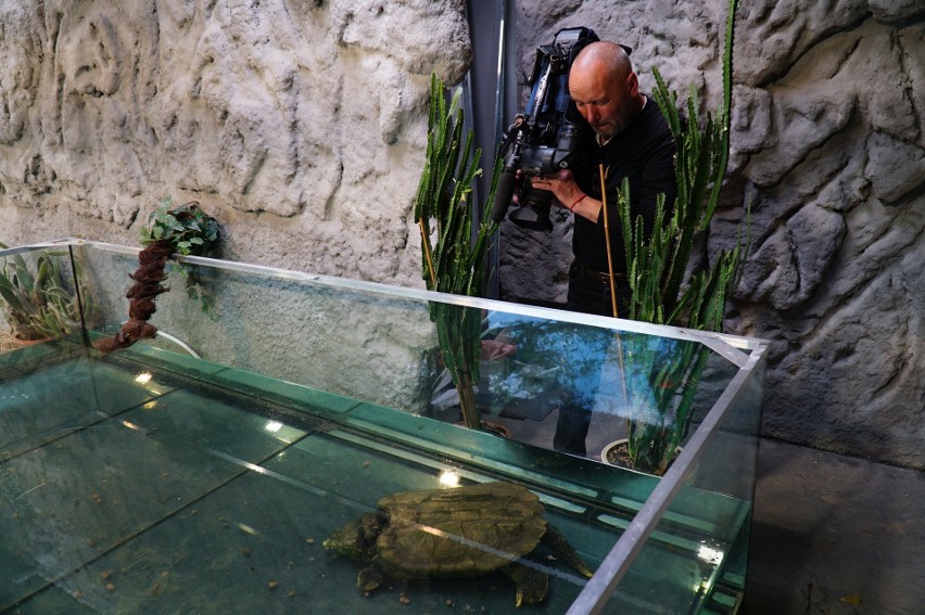 W Domu Żółwi znalazły swoje miejsce także żółwie wodne