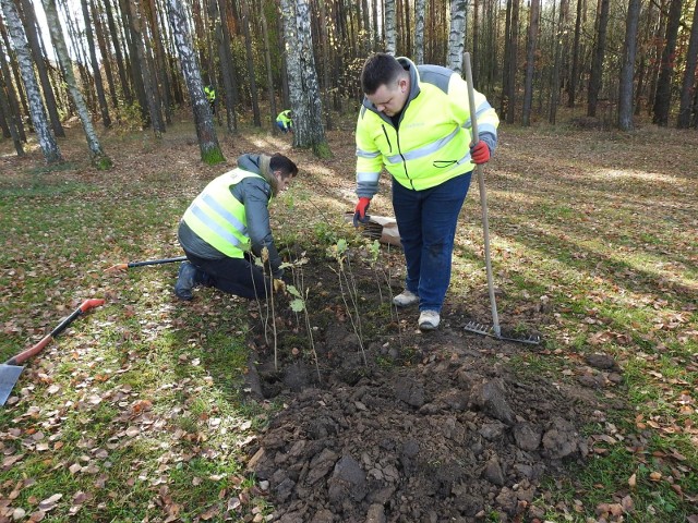W ramach kampanii „Drzewo za ankietę” wolontariusze z Budimeksu zasadzili w białostockim lesie 200 drzew