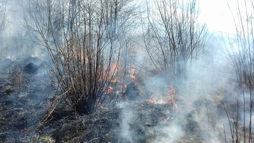 Duży pożar pod Krakowem, w akcji kilkudziesięciu strażaków