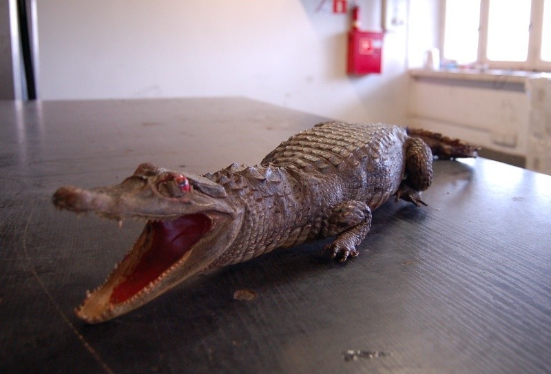 Ukrainiec chciał przemycić krokodyla [ZDJĘCIA]