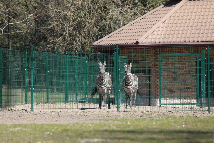 W Śląskim Ogrodzie Zoologicznym nie zmienią się godziny...