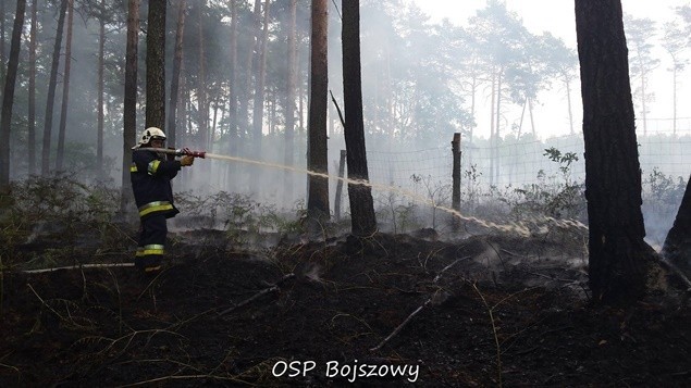 Pożar lasu w Tychach. Strażakom w akcji pomagały samoloty...