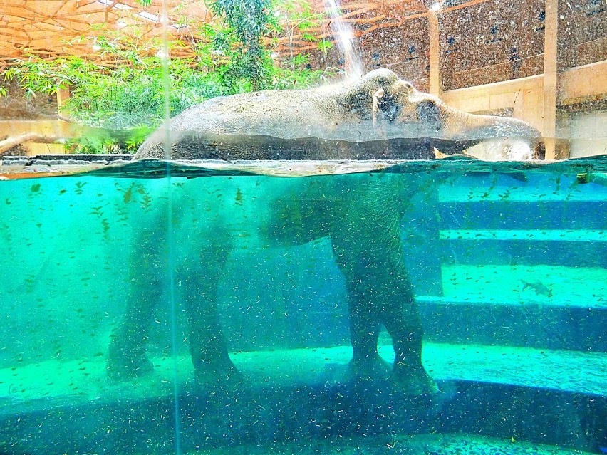 Orientarium zapewnia zwierzętom wszystko, czego potrzebują...