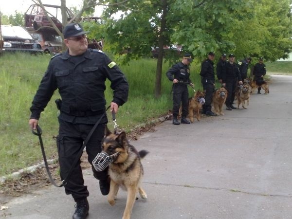 Szkolenie psów policyjnych.