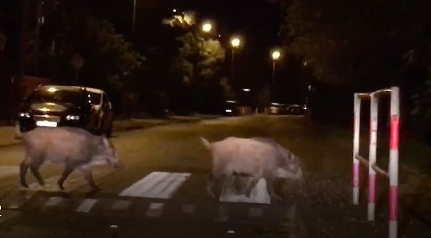 Kraków. Dziki czują się coraz swobodniej w mieście. Tym razem przyłapano niewielkie stado w Łagiewnikach [WIDEO]