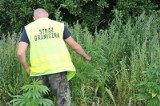 Zlikwidowano plantację marihuany. 140 krzewów na prywatnej posesji