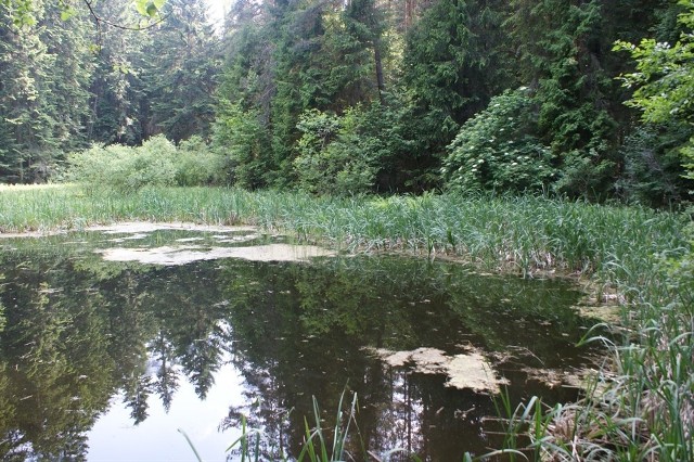 Czarna Młaka powstała w wyniku osunięcia się góry. W skali kraju to unikatowy pomnik przyrody. Otaczają ją malownicze jodły i sosny