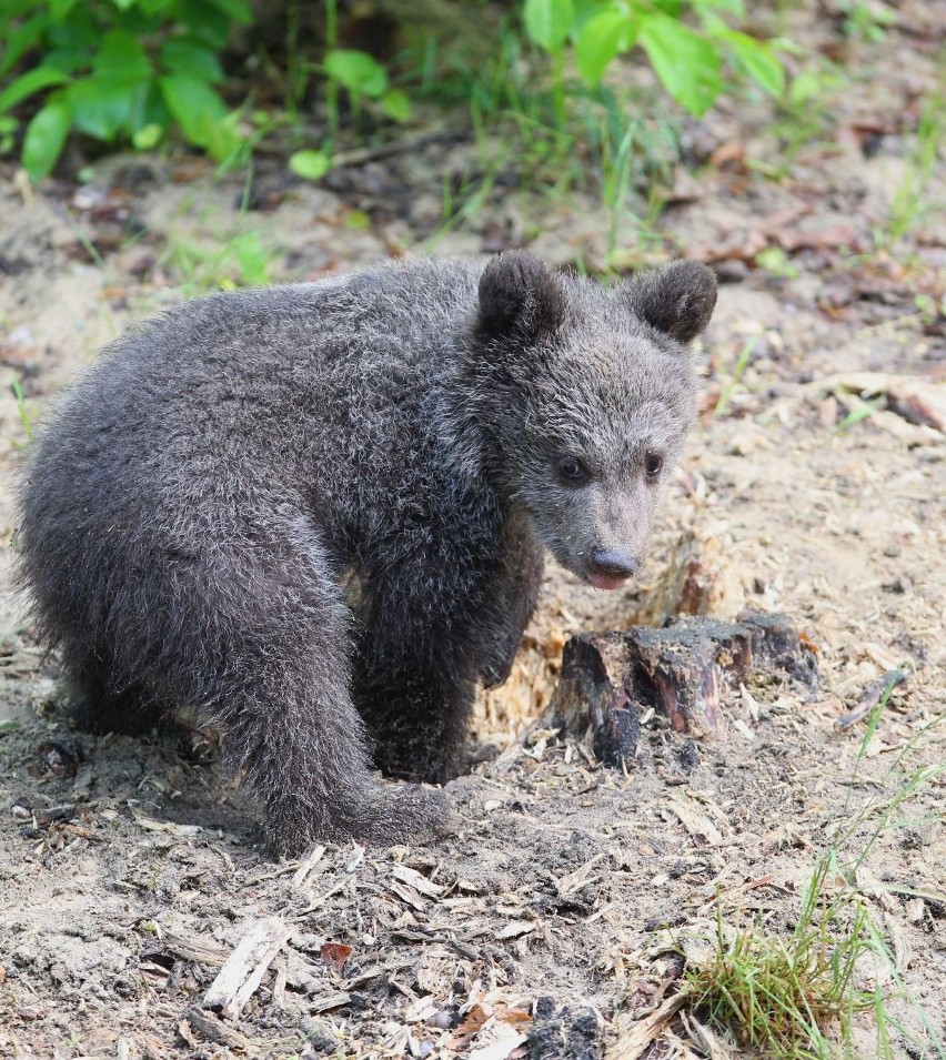 Zoo Poznań: Niedźwiedzica Cisna debiutuje na wybiegu