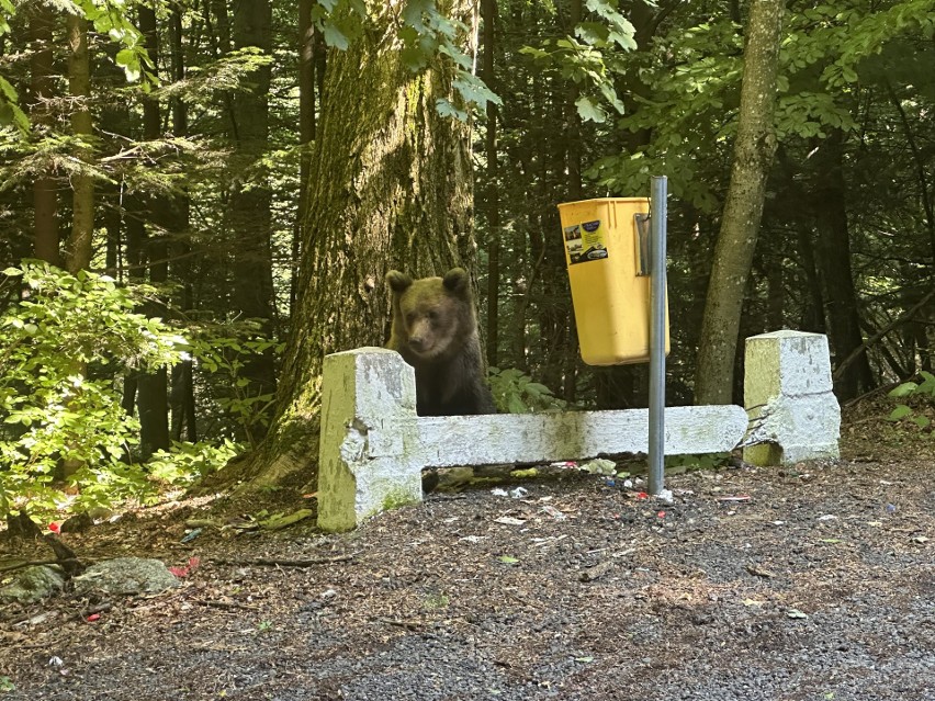 Niedźwiedź szuka pożywienia w koszu na odpadki