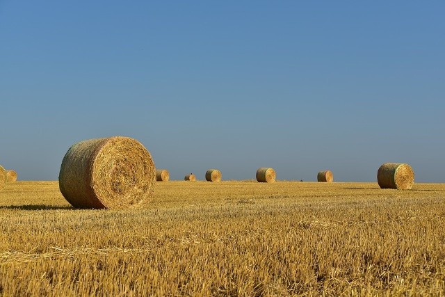 Rolnicy zaczęli żniwa. Oceniają, że plony będą marne, bo najpierw zboże zniszczyła susza, potem ulewy