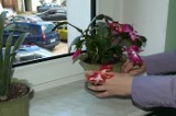 54-latka ukradła kwiatka w ZUS. Bo chciała zrobić "na złość"