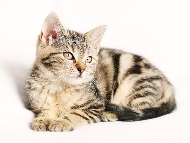 Szwajcarscy naukowcy opracowali szczepionkę zapobiegającą alergii na sierść kotów.