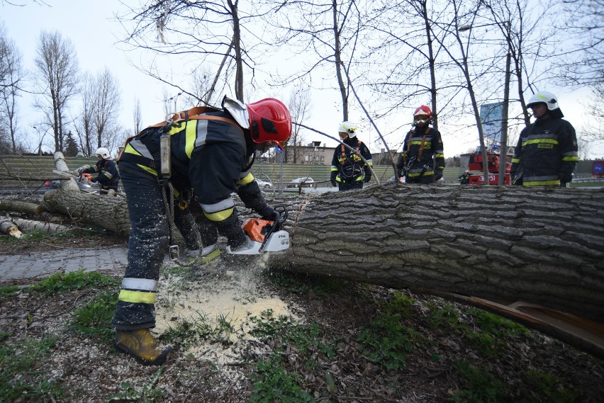 Powalone drzewo usunęli strażacy