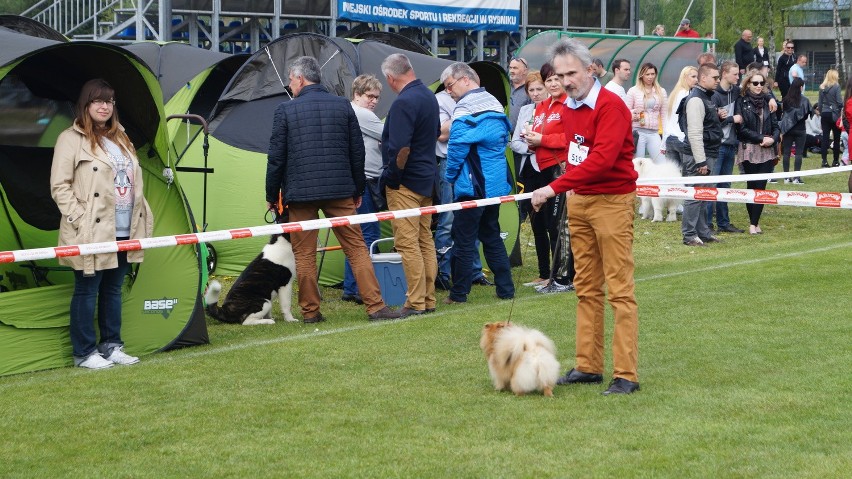 Wystawa psów w Rybniku-Kamieniu. Urocze czworonogi