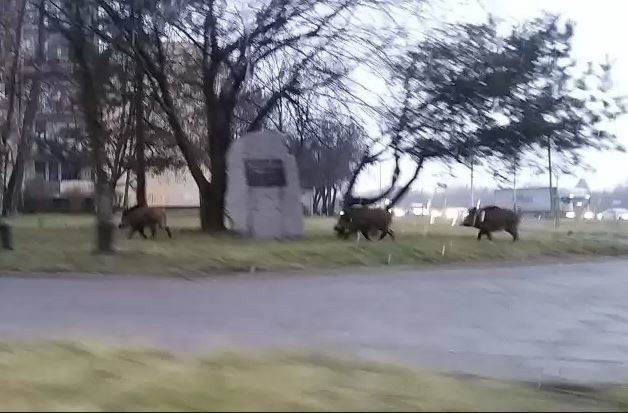 Dziki w mieście. Leśnicy miejscy łapią dziki w sieć i odłownie