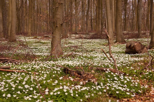 Spacer po lesie to świetna okazja, żeby poszukać oznak wiosny. Jest ich coraz więcej?