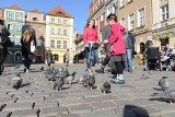 Gołębie wciąż są wielkim utrapieniem na Starym Mieście w Poznaniu [ZDJĘCIA]