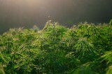 Legalizacja uprawy i sprzedaży marihuany w Holandii? Tego chcą obywatele