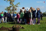 Ponad 100 osób sadziło drzewa w Parku Cegielnia w Żorach ZDJĘCIA