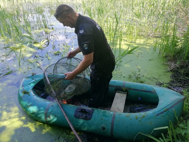 Podczas wspólnej służby mundurowi funkcjonariusze włocławskiej policji i Państwowej Straży Rybackiej namierzyli mężczyznę, który wypłynął pontonem na rzekę Zgłowiączkę w gminie Lubraniec, a następnie rozstawił tam pułapkę na ryby, tzw. więcierz. Kłusownik został zatrzymany, a przedmioty służące do nielegalnego połowu zabezpieczone przez mundurowych. Podczas przeszukania jego mieszkania policjanci znaleźli tam jeszcze więcej sieci.Mężczyzna usłyszał zarzut dotyczący kłusownictwa wodnego, za który może mu grozić kara grzywny, ograniczenia wolności, albo pozbawienia wolności do lat 2.   Dlaczego warto nosić odblaski? Mówi Sławek Piotrowski.