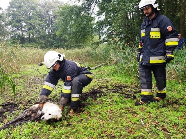 Pies utknął w bagnie w miejscowości Zagórów koło Słupcy. W pułapce musiał tkwić przez wiele godzin, bo był bardzo wycieńczony, kiedy z pomocą przybyli strażacy. Zobacz zdjęcia ----->