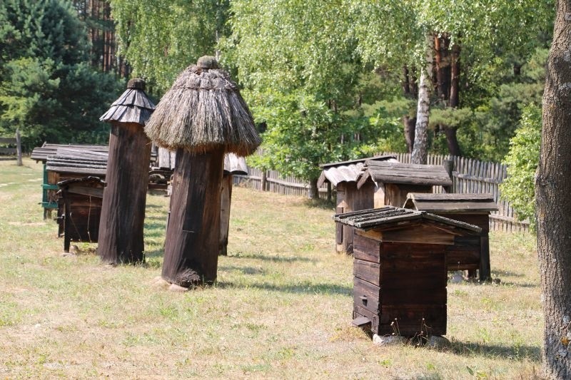 Białostockie Muzeum Wsi. Wielki Dzień Pszczół (zdjęcia, wideo)