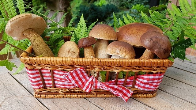 W Polsce występuje aż ponad tysiąc gatunków jadalnych grzybów. Do handlu dopuszczono zaledwie 42 gatunki, przypominają Lasy Państwowe.