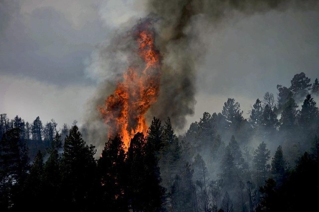 Pożar w Niemczech objął już 200 hektarów lasów.