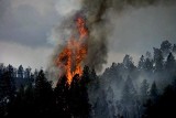 Pożary lasów w Europie. Pod Berlinem trwa ewakuacja mieszkańców