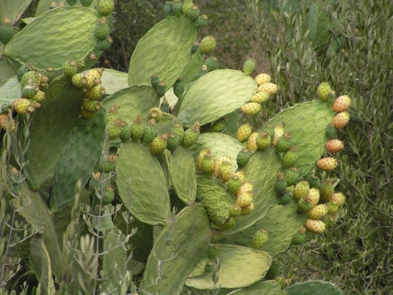 Volubilis