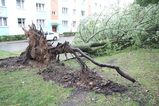 Krótka, aczkolwiek gwałtowna ulewa zaatakowała też Włocławek. Między blokami przy ul. Olszowej w wyniku nawałnicy padło drzewo.Ponadto nieprzejezdna była ulica Lipnowska, drzewo zablokowało zjazd ze Szpetala do Włocławka - ZOBACZ ZDJĘCIEWideo