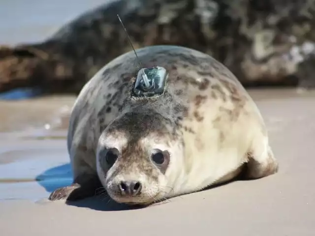 W poniedziałek na plaży w Czołpinie, na terenie Słowińskiego Parku Narodowego, wypuszczono do morza osiem młodych fok szarych.