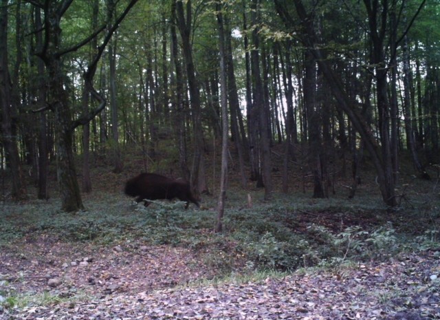 Biegnącego przez las żubra zarejestrowała fotopułapka w lesie w Pietkowie koło Łap. Zawiesili ją uczniowie łapskiego I LO. Ale jak ujawnia leśniczy Wiesław Porowski, zwierzę żyje tu od trzech lat.