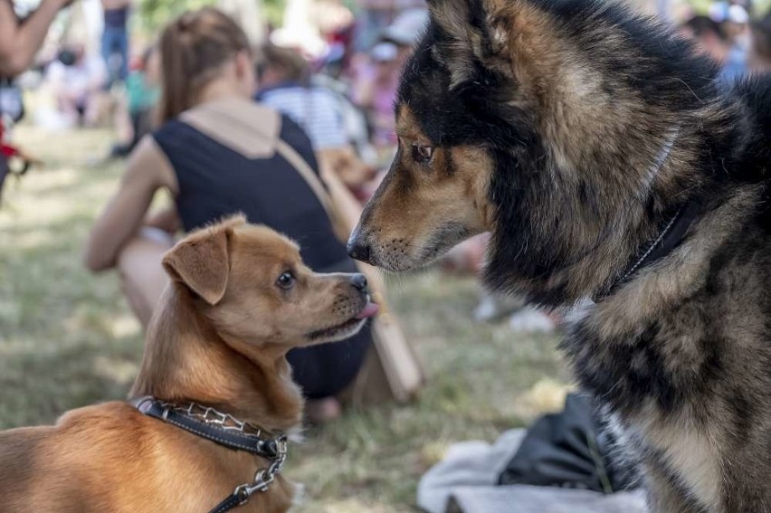 W parku Jana Pawła II trwają Wybory Kundelka Roku, pierwsze...