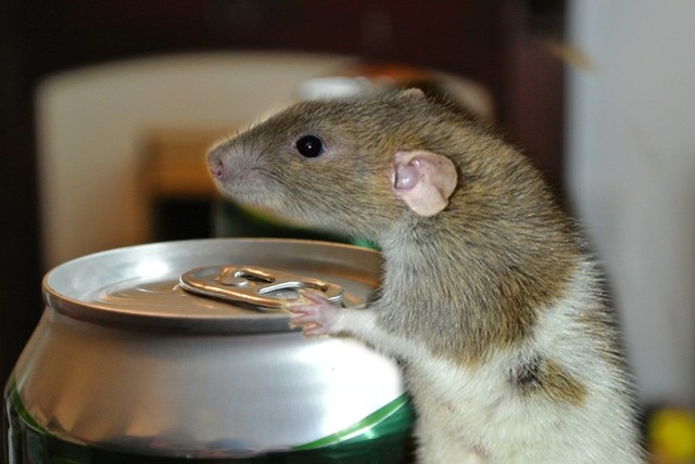 Internauci co jakiś czas ostrzegają się przed zanieczyszczonymi szczurzym moczem aluminiowymi puszkami.