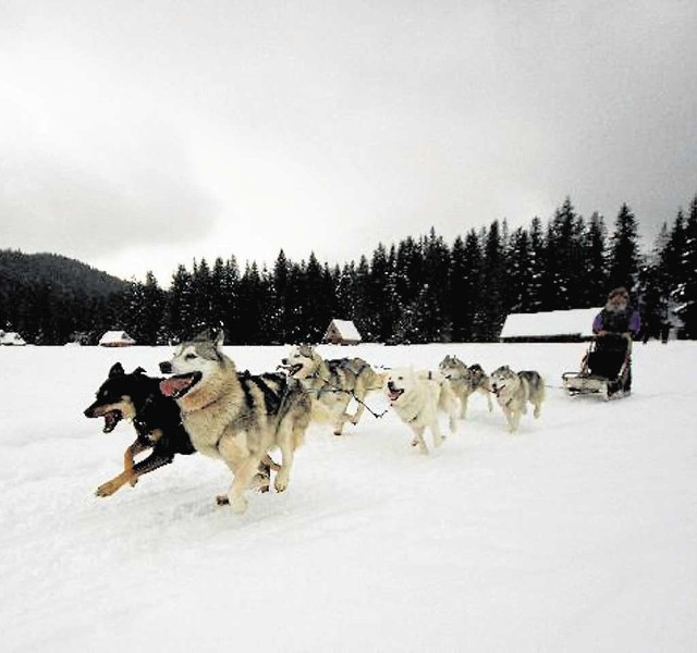 Psie zaprzęgi najczęściej można spotkać pędzące w okolicach polany Białej Wody, na granicy takich wsi jak Kościelisko i Witów