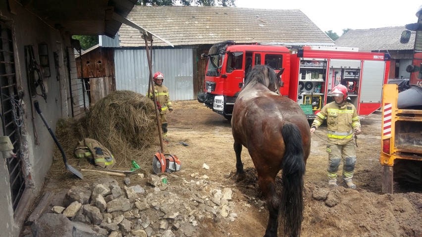 Koń wpadł do piwnicy w miejscowości Wielgus. Strażacka akcja ratunkowa