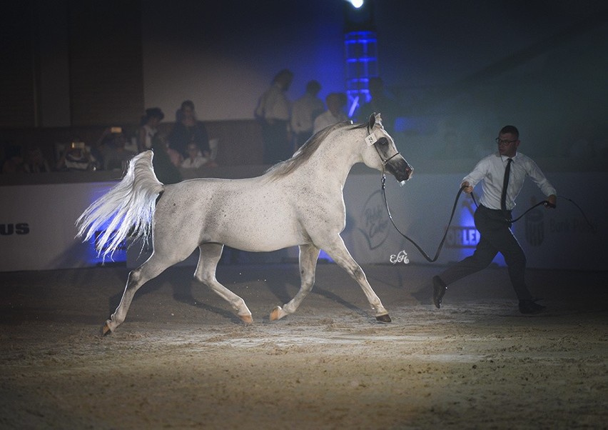 Święto Konia Arabskiego w Janowie Podlaskim