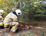 Tarnogórscy strażacy uratowali w niedzielę nutrię, a ochotnicy z OSP Zendek - lisa