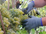 Szajka z naszego regionu wysyłała ludzi do "niewolniczej" pracy przy zbiorach winogron we Francji