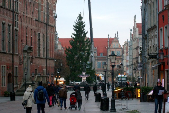 Bożonarodzeniowy świerk we wtorek przyjechał do Gdańska