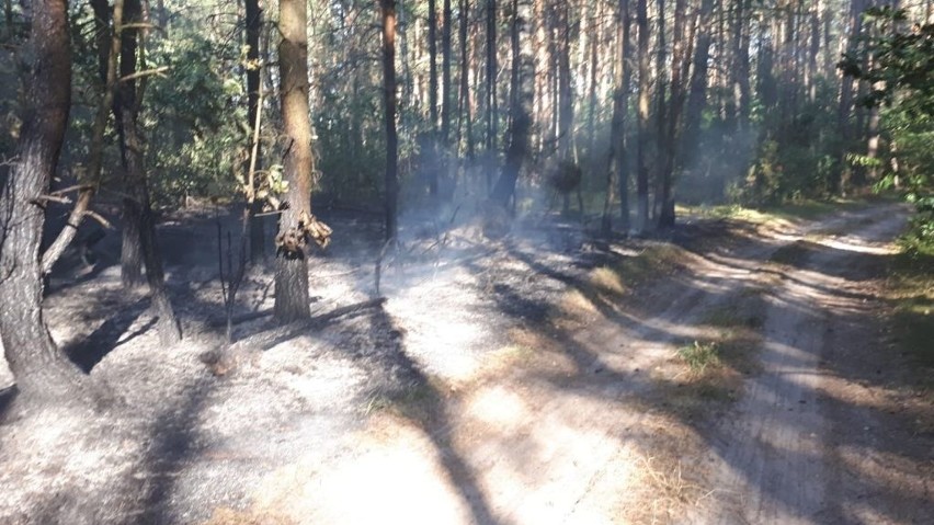 Pożar lasu w okolicy miejscowości Dubicze Cerkiewne