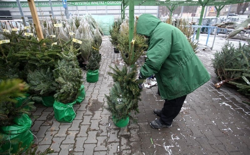 Sprzedawca choinek może zarobić 9 do 25 zł za godzinę.