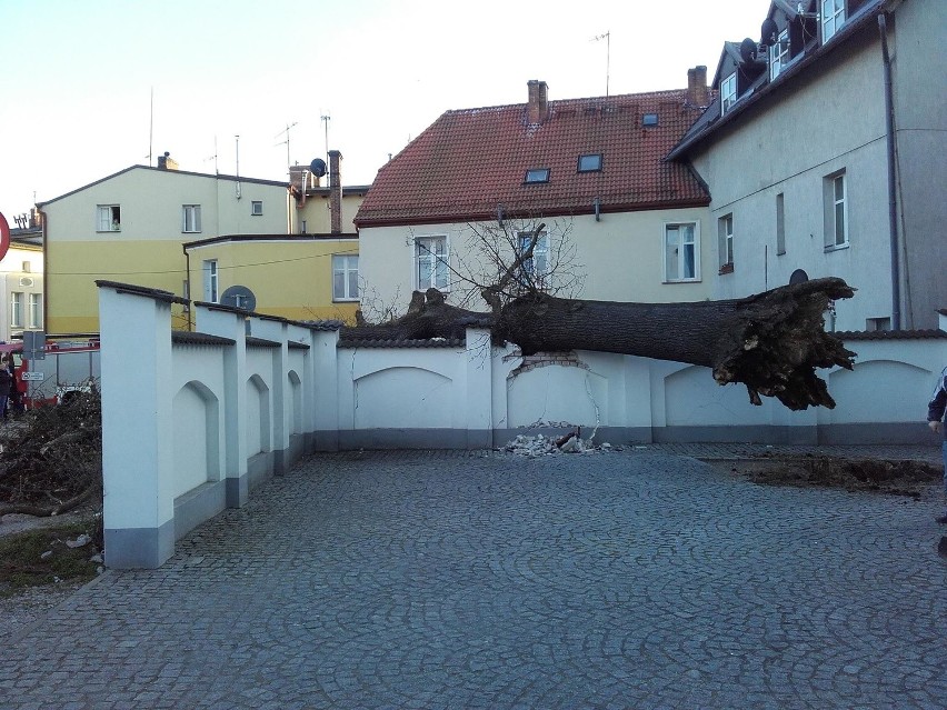 Ustka: Drzewo spadło na samochód