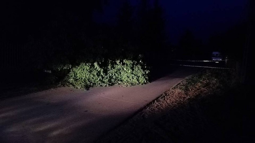 Gmina Magnuszew. Wieczorne wichury: drzewo przewróciło się na samochód osobowy 