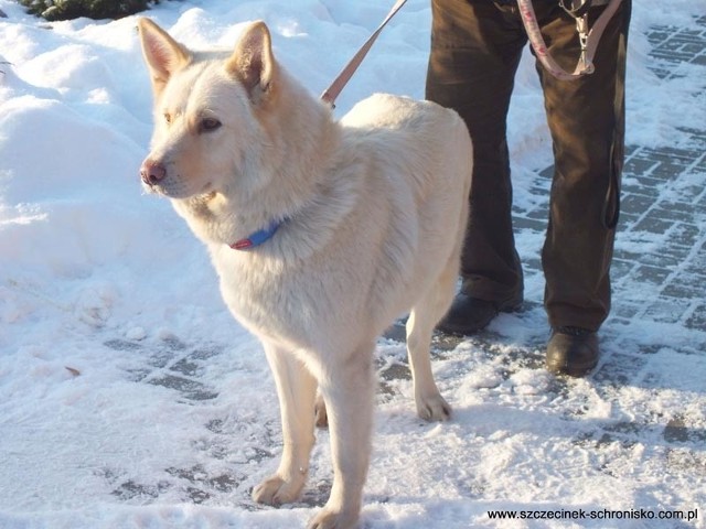 Tak wygląda Bosek, pies znaleziony w Gwdzie Wielkiej, dziś lokator schroniska w Szczecinku.