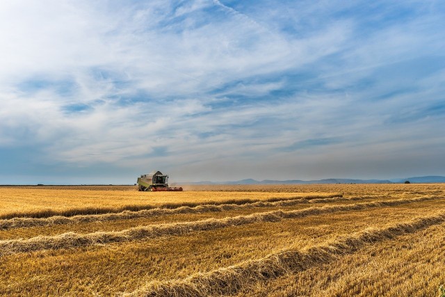 Za nami pierwsza dekada lipca, a kombajnów na polach wciąż niewiele jak na tę porę. Wszystko przez częste opady, które nie pozwalają na koszenie zbóż. Jeśli tylko lokalnie trafia się dłuższa przerwa w deszczu, rolnicy wykorzystują okno pogodowe i ruszają kombajnami na pola.  Pracę rolników ponownie podglądamy na Instagramie --->