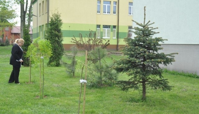 Drzewka i krzewy posadzono między innymi na placach przy radoszyckich szkołach
