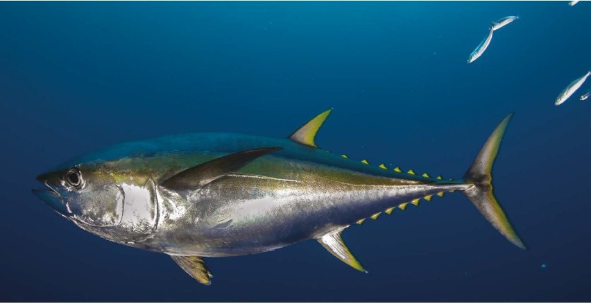 Głównymi miejscami występowania tuńczyka są tropikalne...